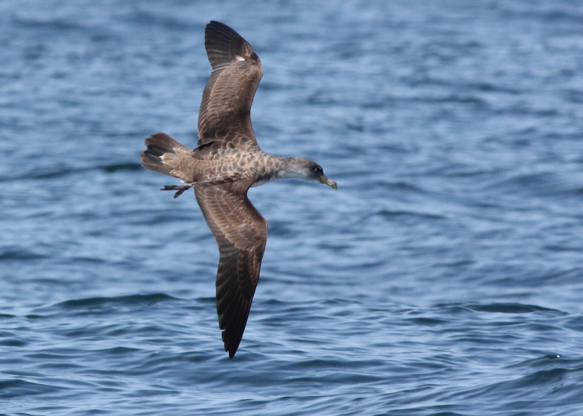 Cory's Shearwater - Sander Willems