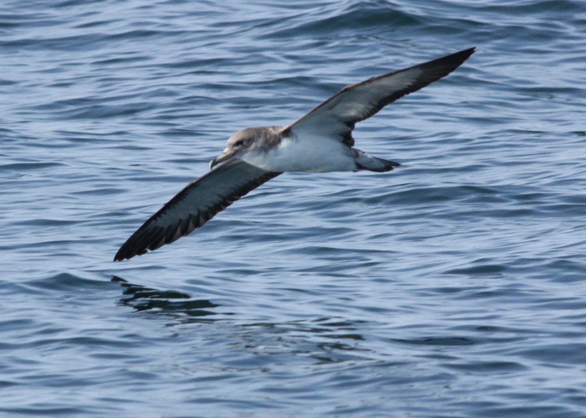Cory's Shearwater - Sander Willems