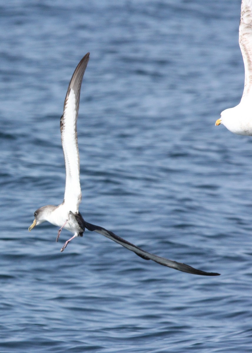 Cory's Shearwater - ML285397271