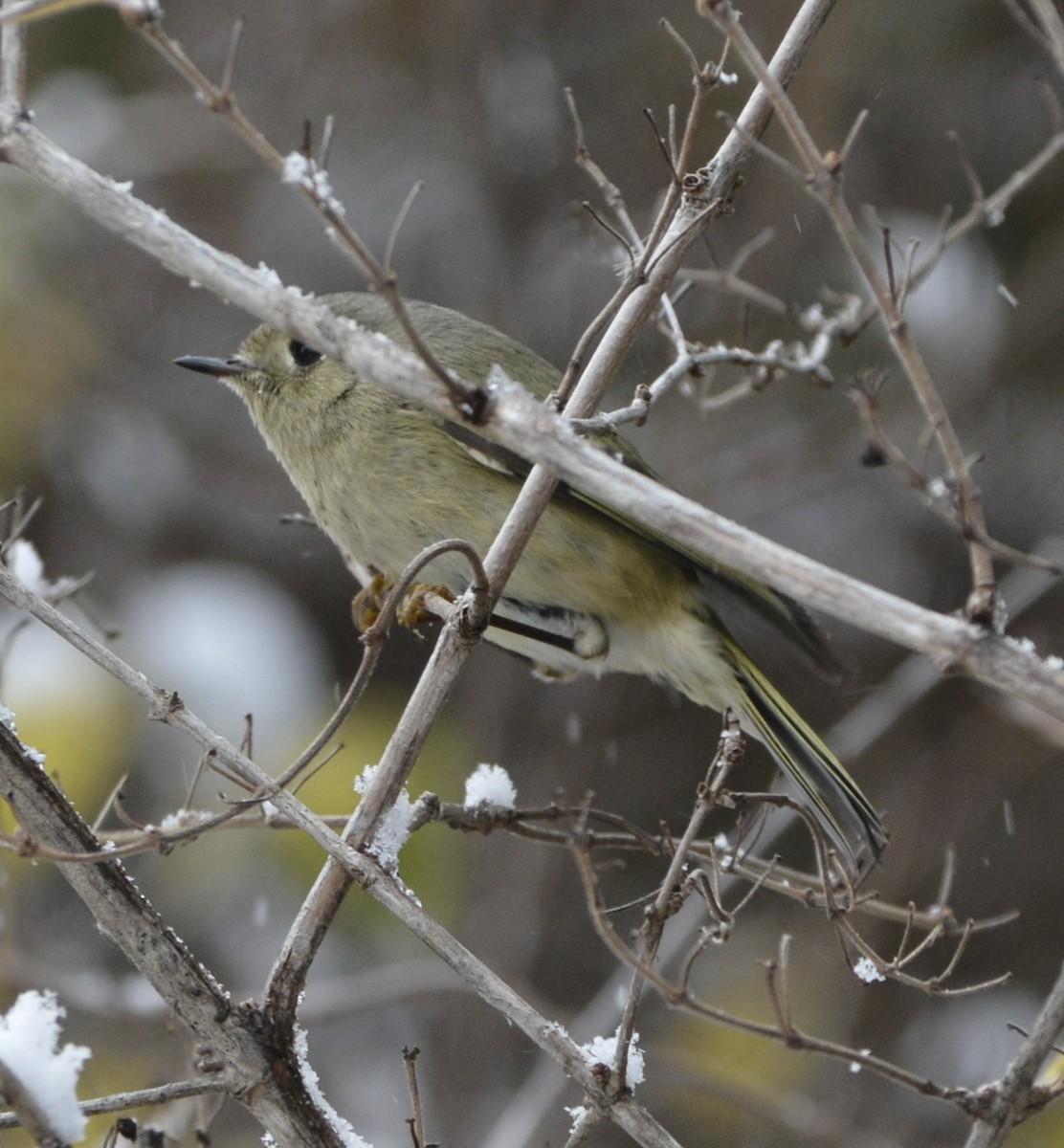 Ruby-crowned Kinglet - ML285397701