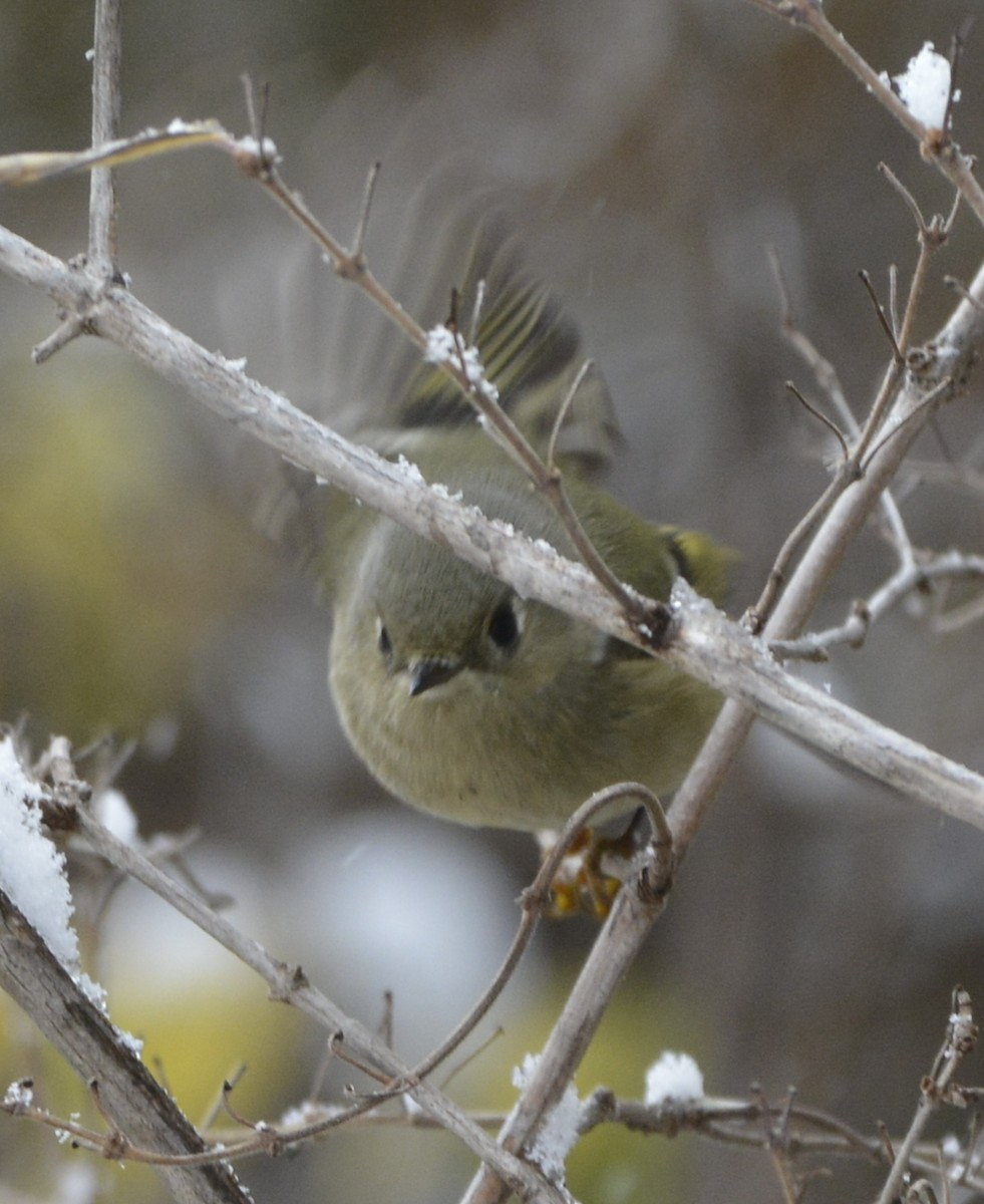 Ruby-crowned Kinglet - ML285397751