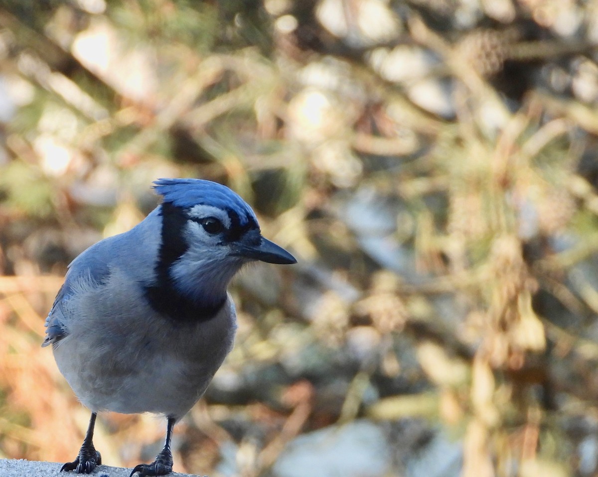 Blue Jay - ML285399141