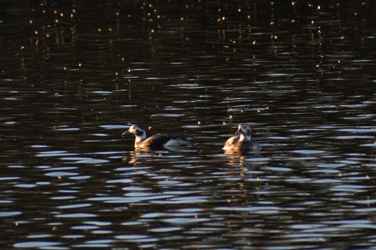 Long-tailed Duck - ML285400231