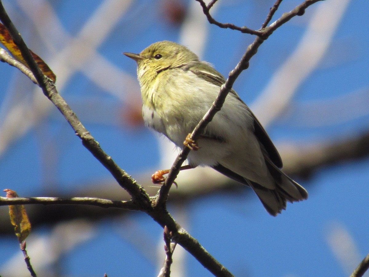 Blackpoll Warbler - ML285400811