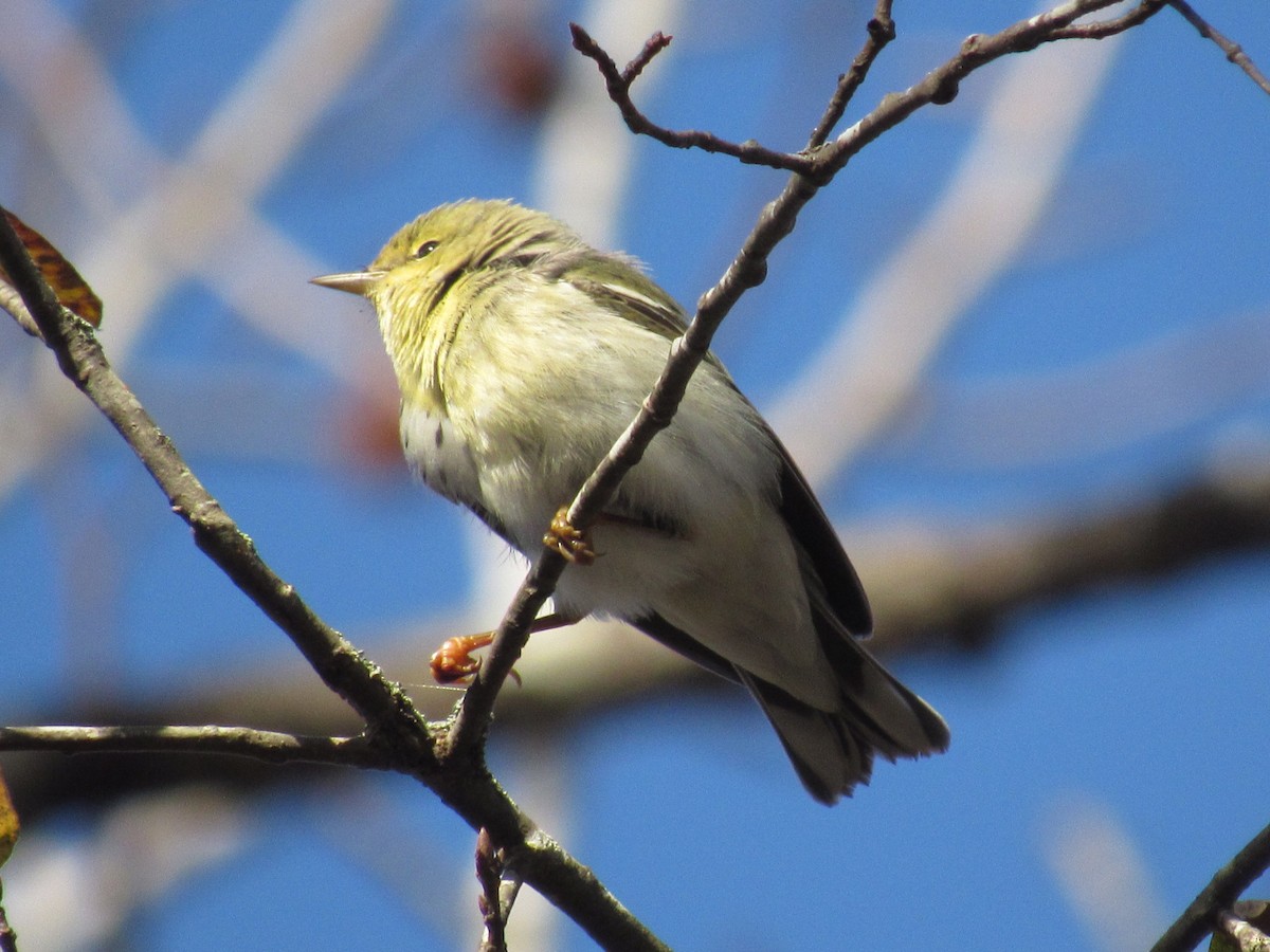 Blackpoll Warbler - ML285400821