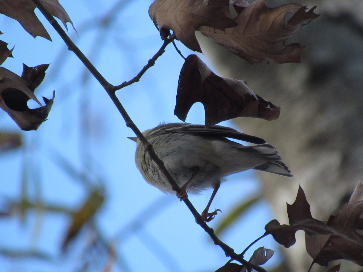 Blackpoll Warbler - ML285400831