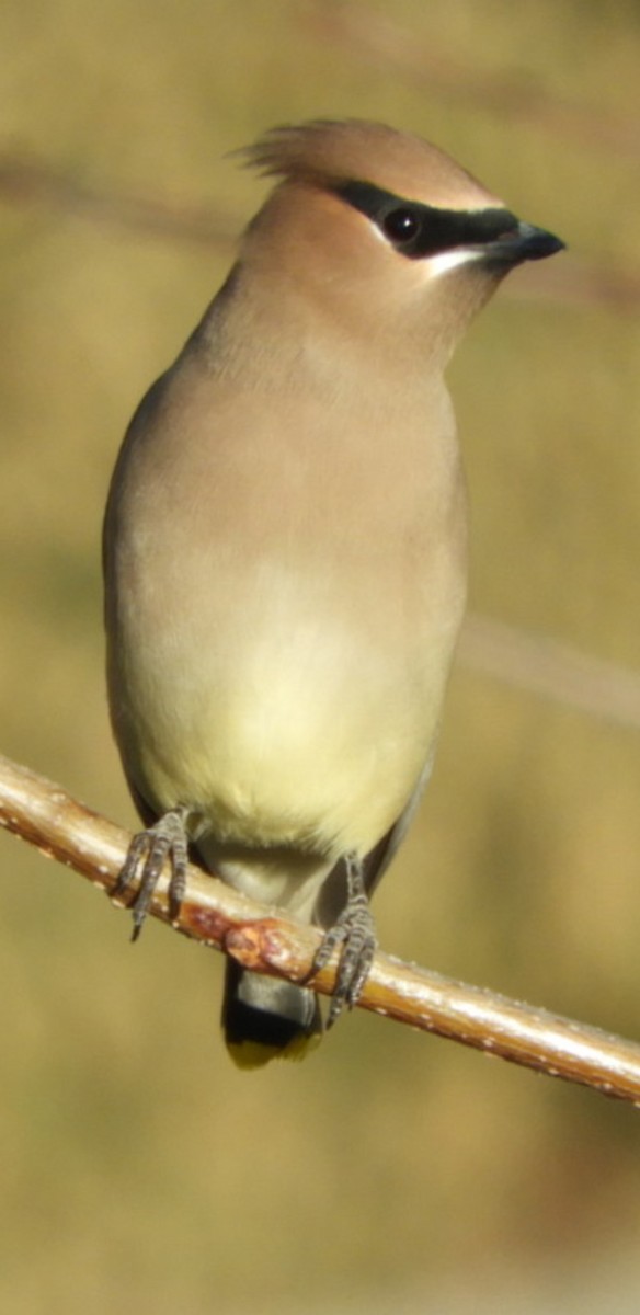 Cedar Waxwing - ML285403461