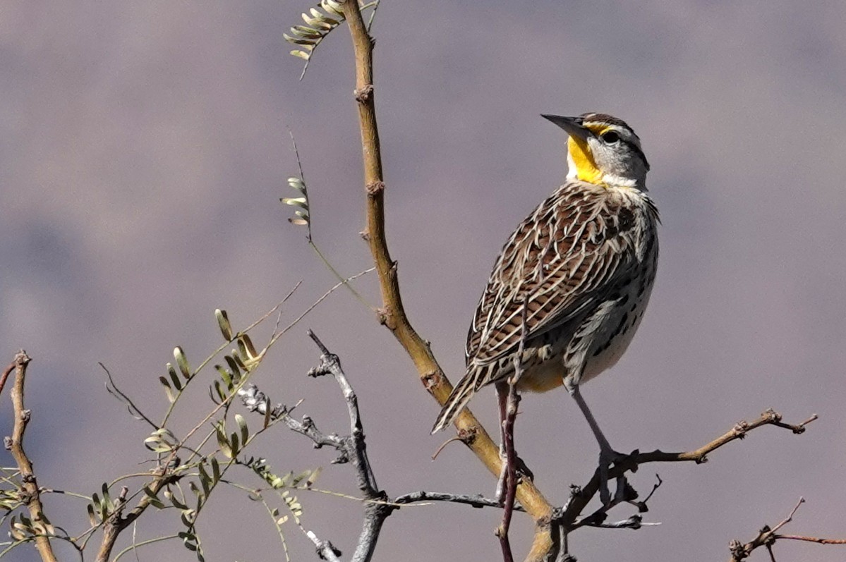 Chihuahuan Meadowlark - Laura Paulson