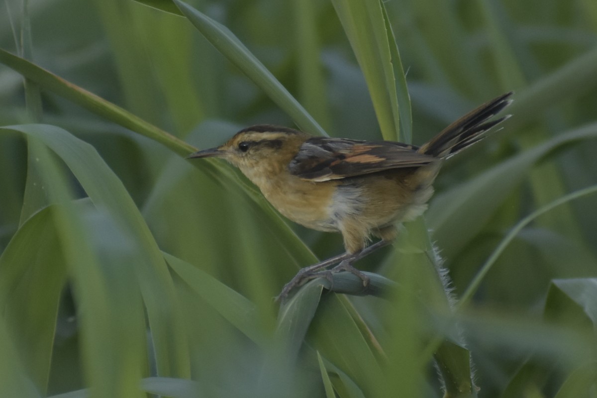 Wren-like Rushbird - ML285404801