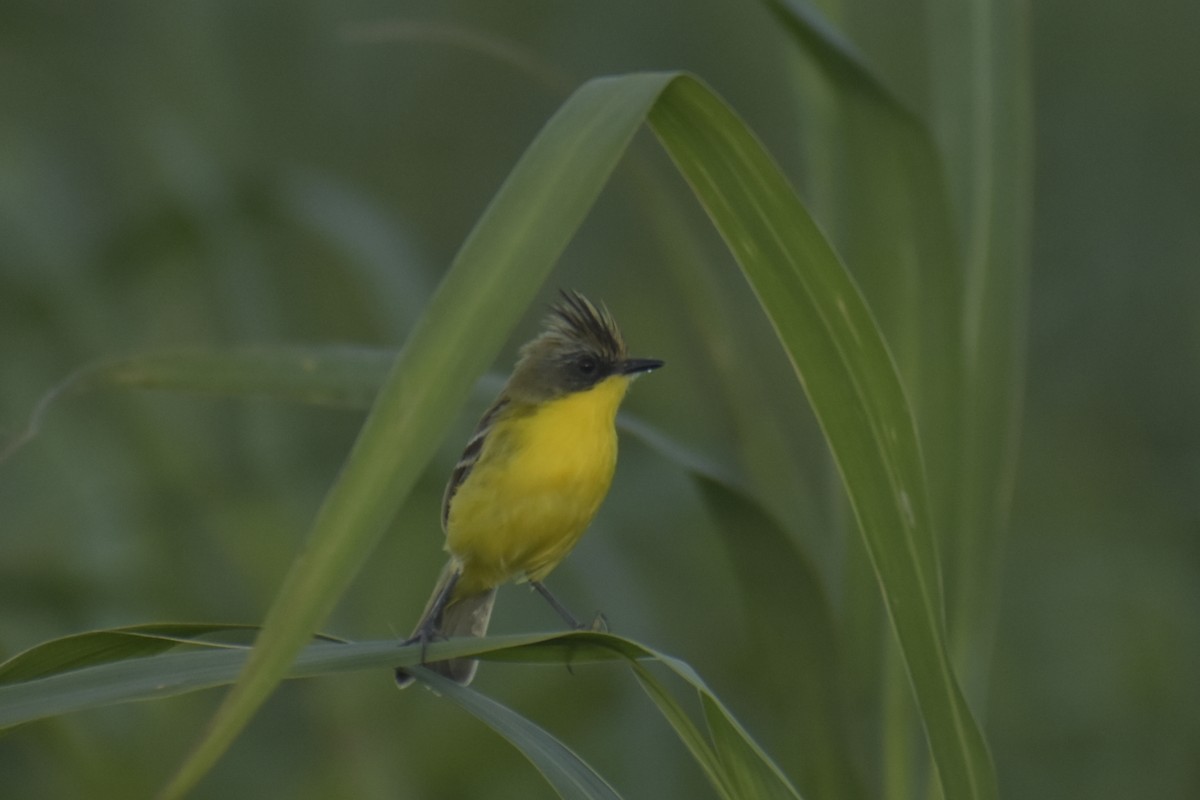 Crested Doradito - Bruno Bareiro