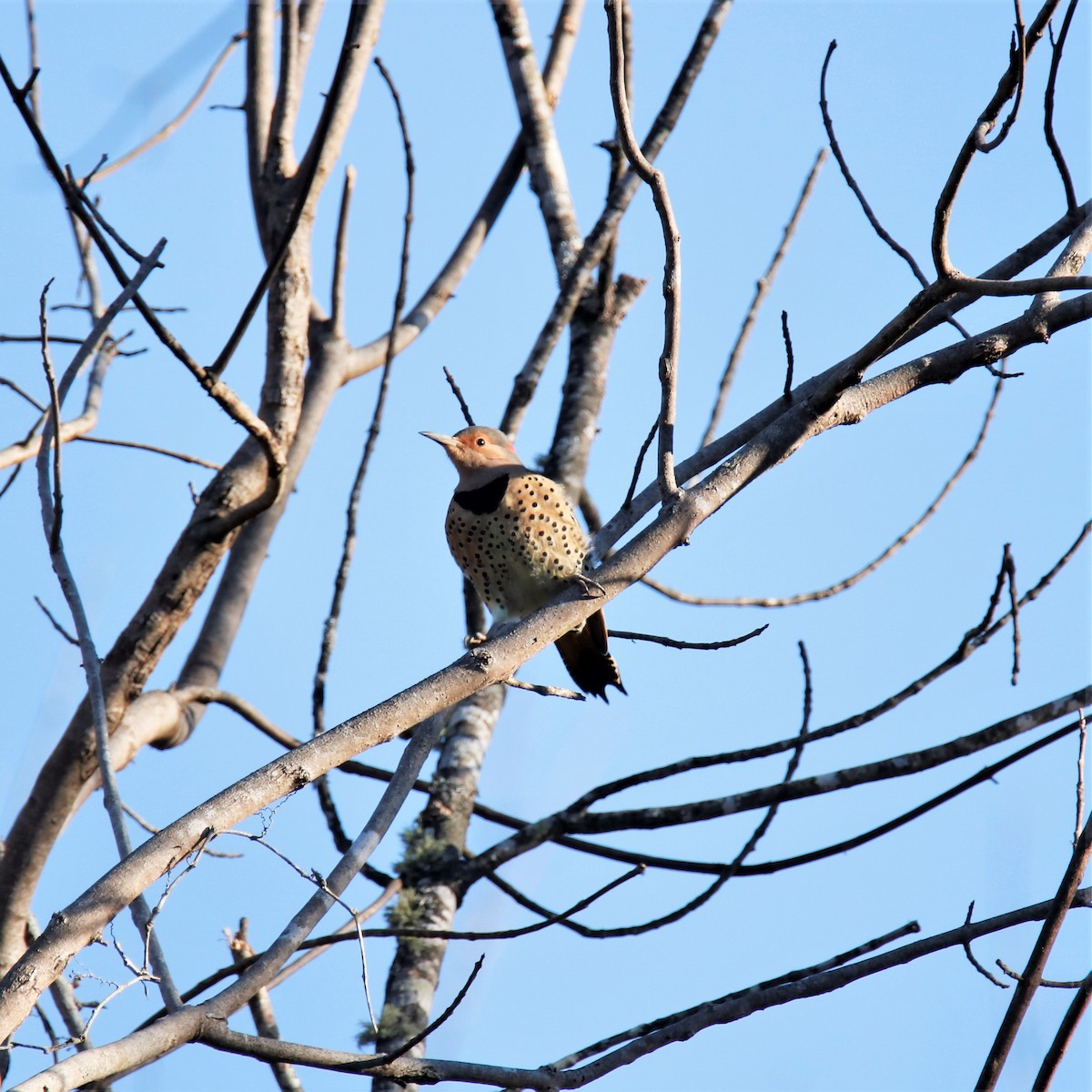 Northern Flicker - ML285406761