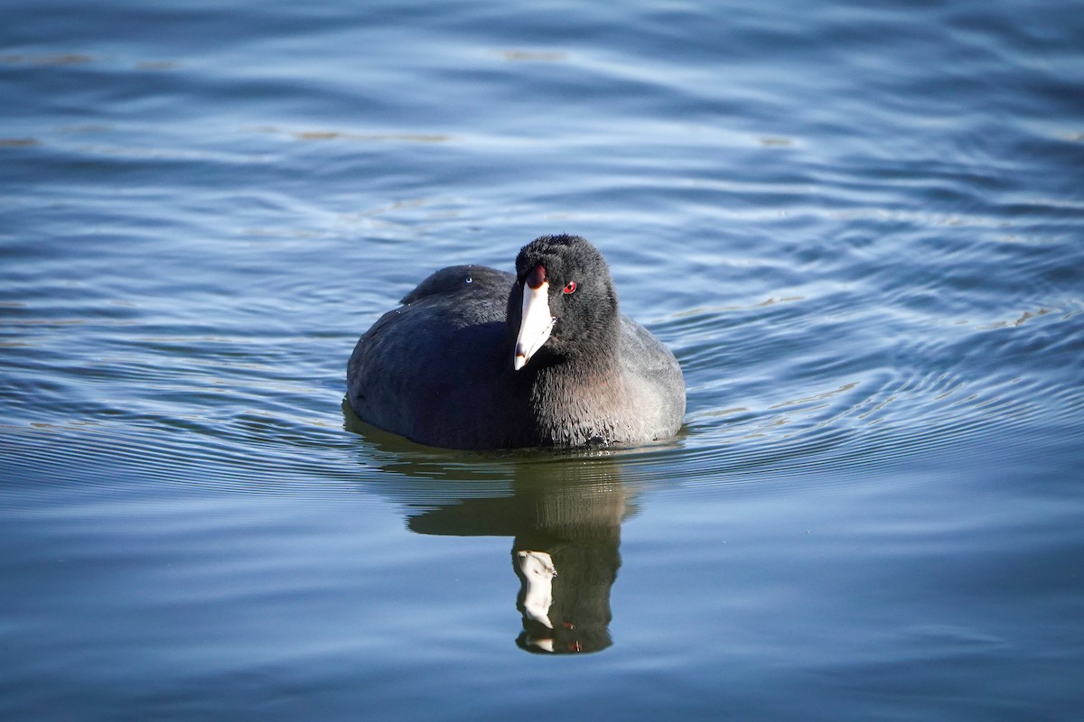 American Coot - Gretchen Locy