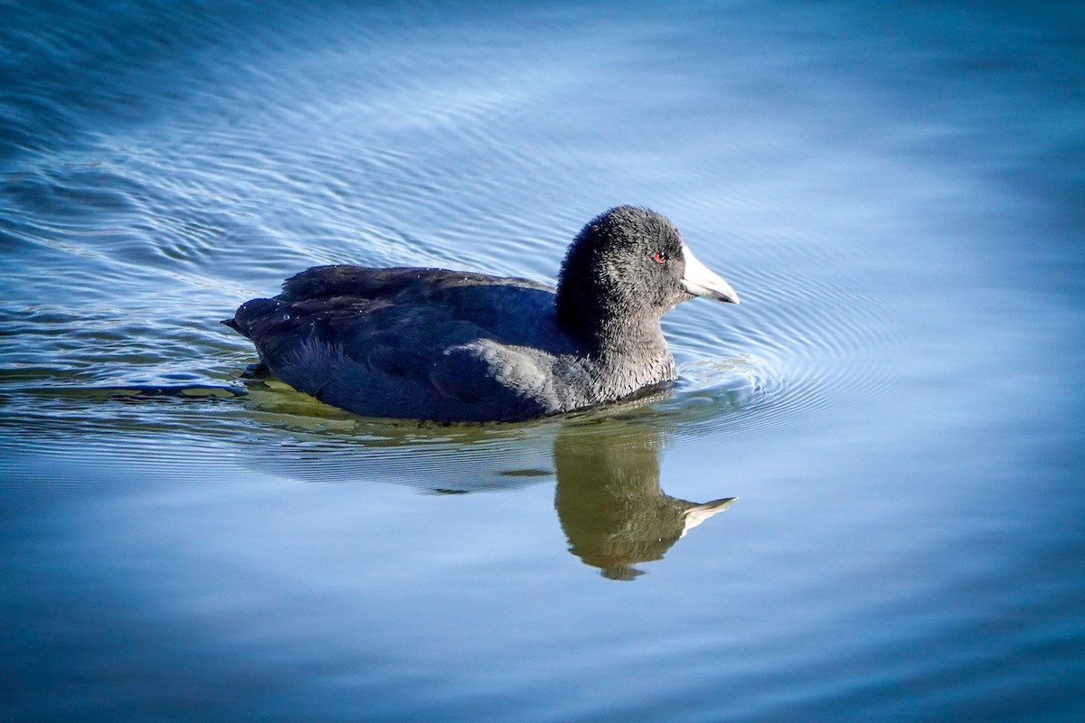 American Coot - Gretchen Locy