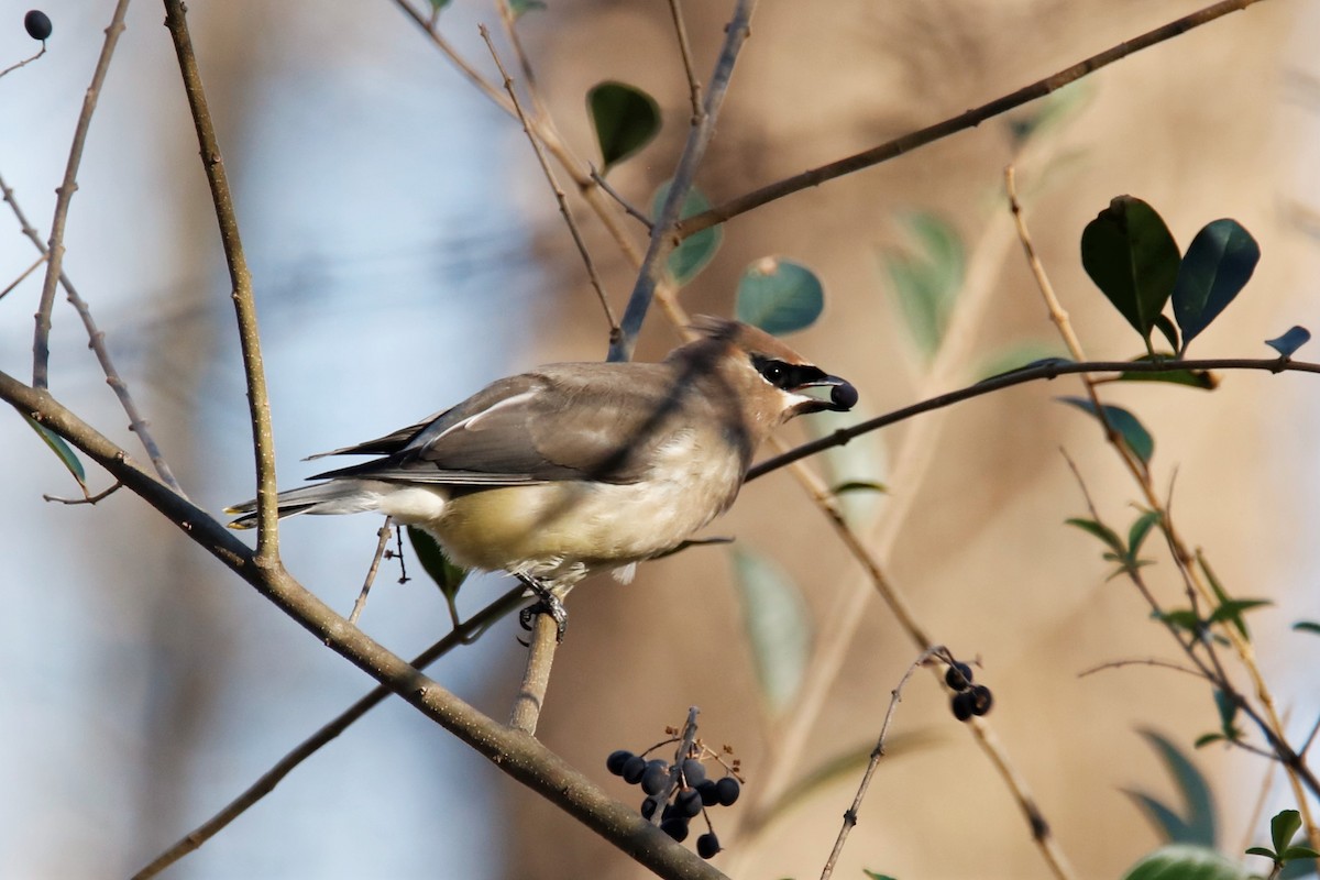 Cedar Waxwing - ML285407611