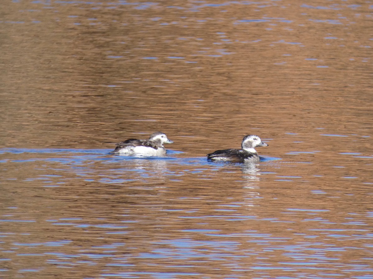 Long-tailed Duck - ML285407801