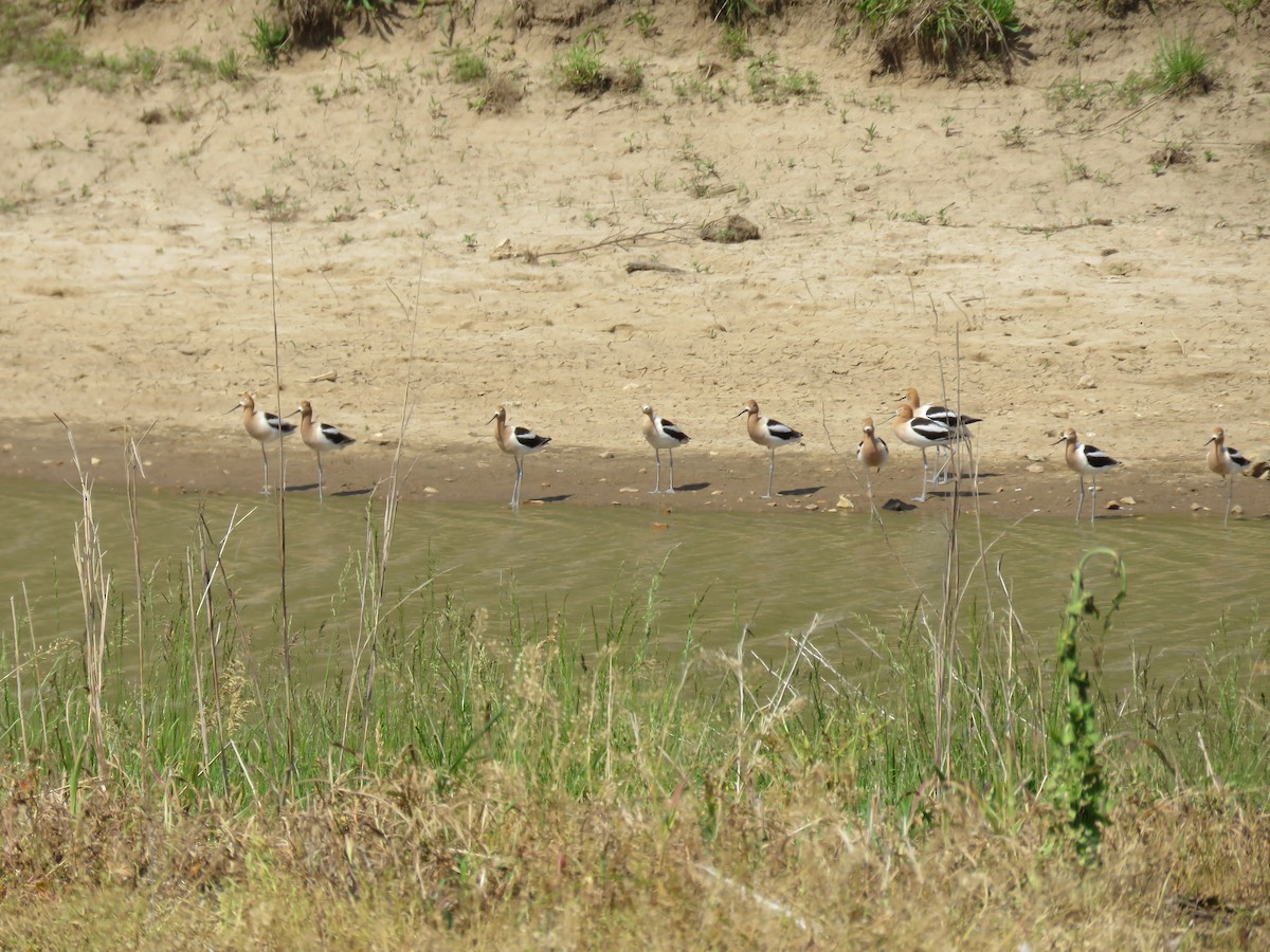 American Avocet - ML28540781