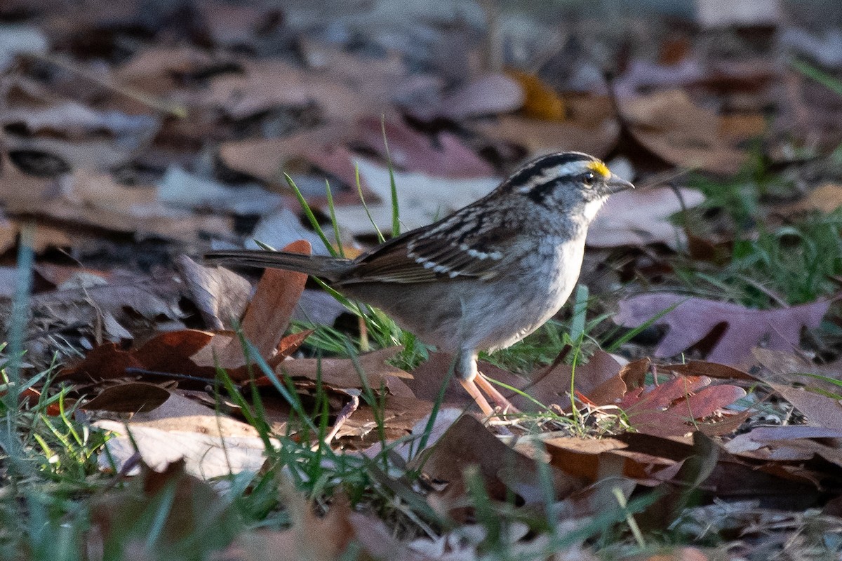 White-throated Sparrow - ML285408741