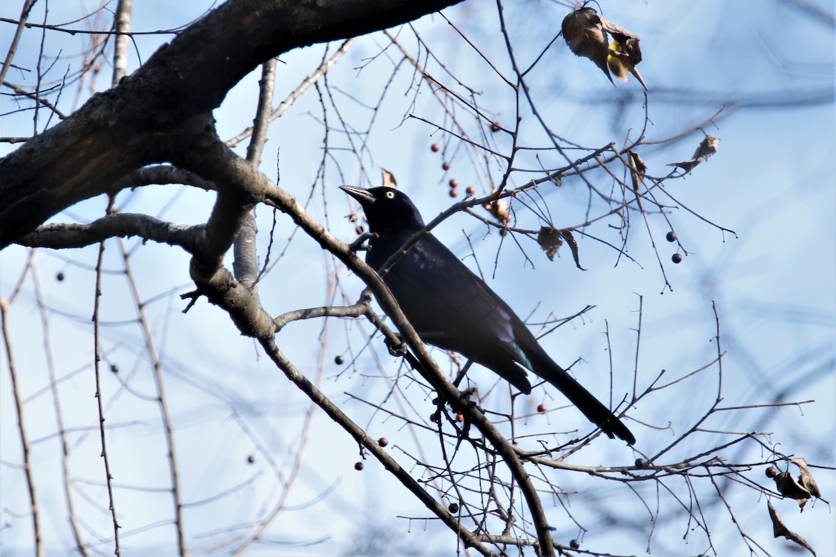 Common Grackle - ML285408901