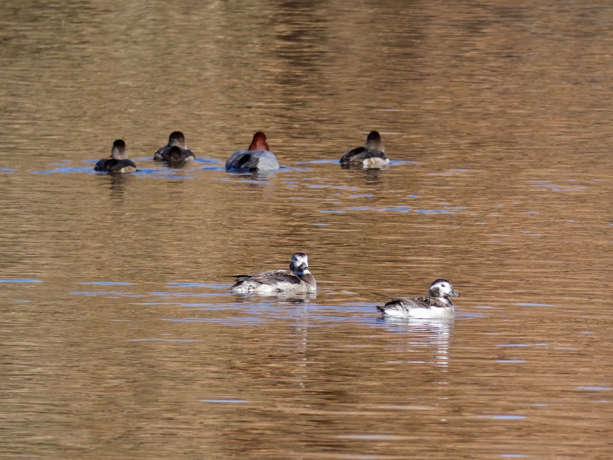 Long-tailed Duck - ML285409471