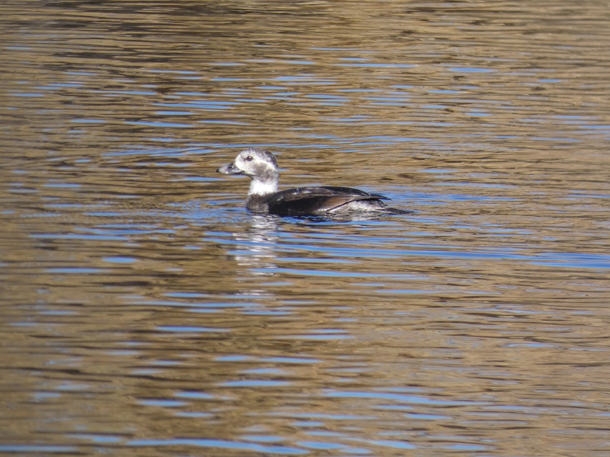 Long-tailed Duck - ML285410161