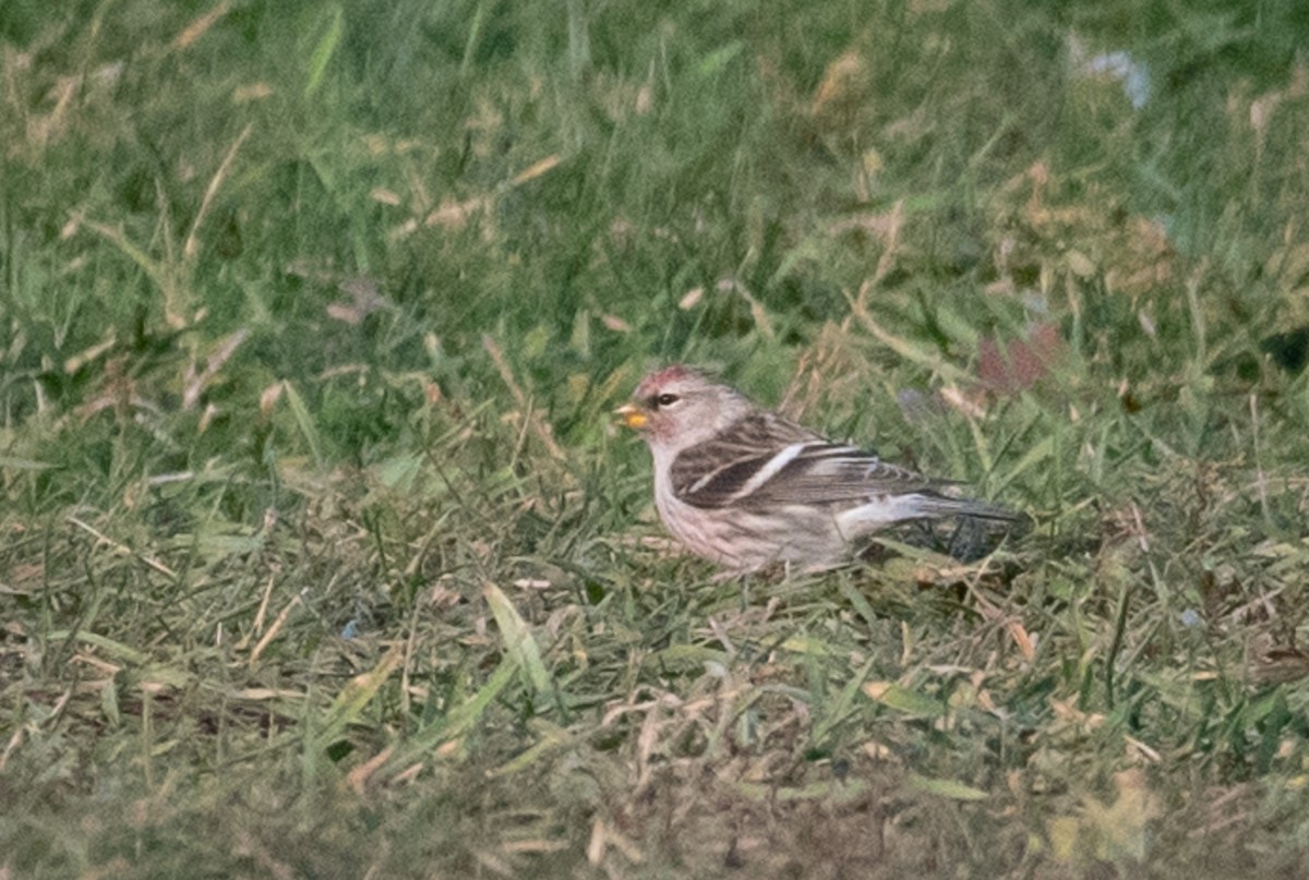 Common Redpoll - Adam Jackson