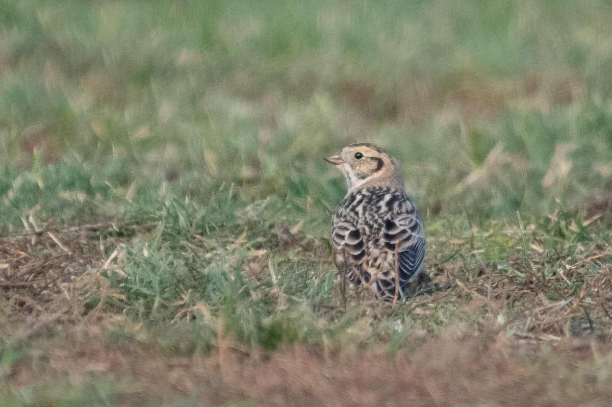 Lapland Longspur - ML285412381