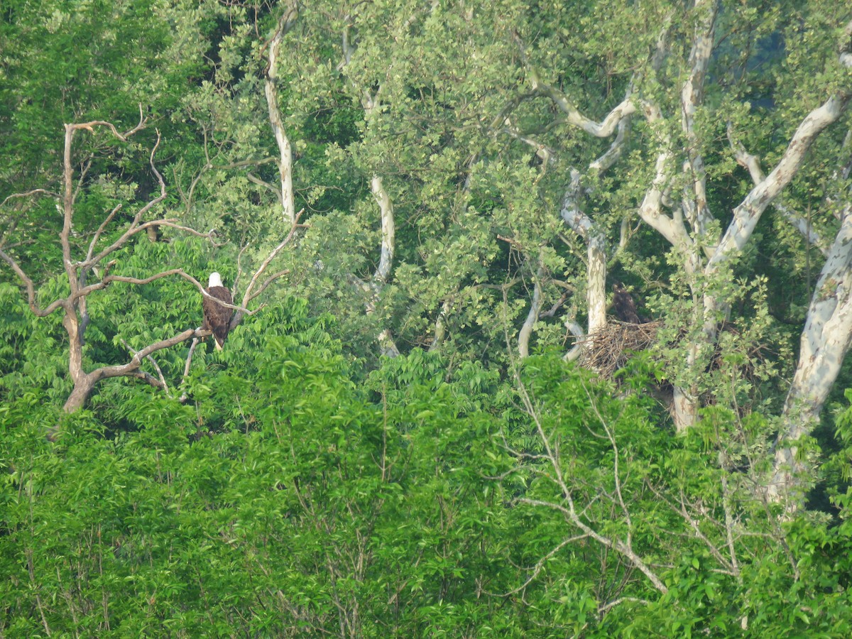 Weißkopf-Seeadler - ML28541331