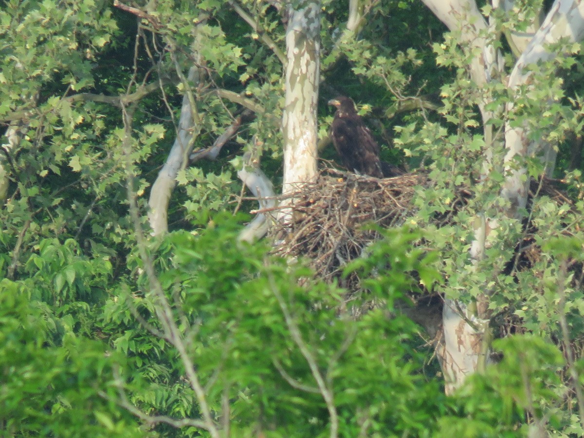 Bald Eagle - ML28541401