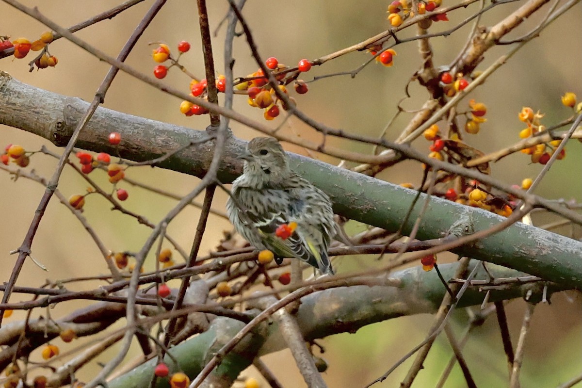 Pine Siskin - Anne Bielamowicz