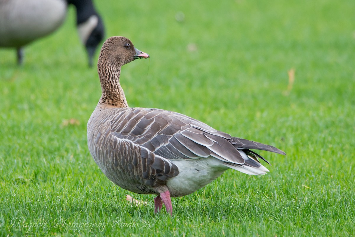Pink-footed Goose - ML285415201