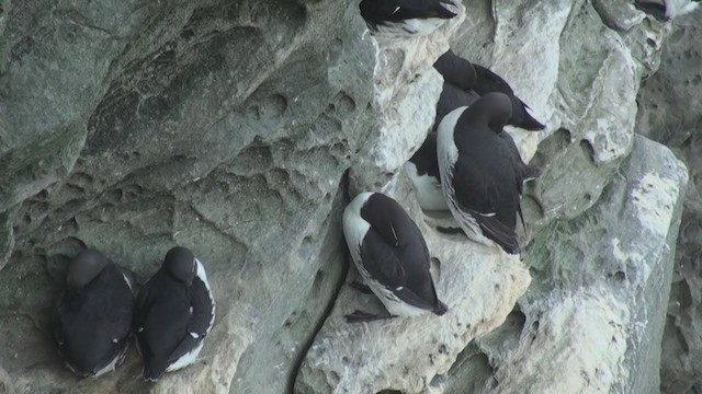 Common Murre - ML285416411