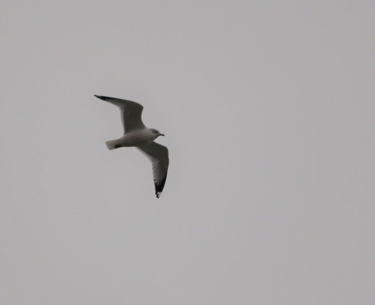 Ring-billed Gull - ML285417541