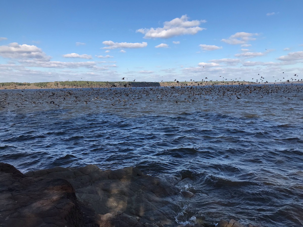 Double-crested Cormorant - ML285420191