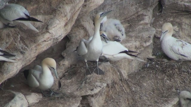 Northern Gannet - ML285420341