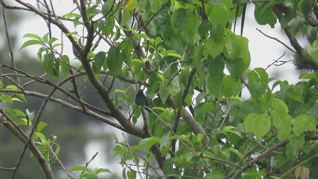 Glittering-bellied Emerald - ML285421641