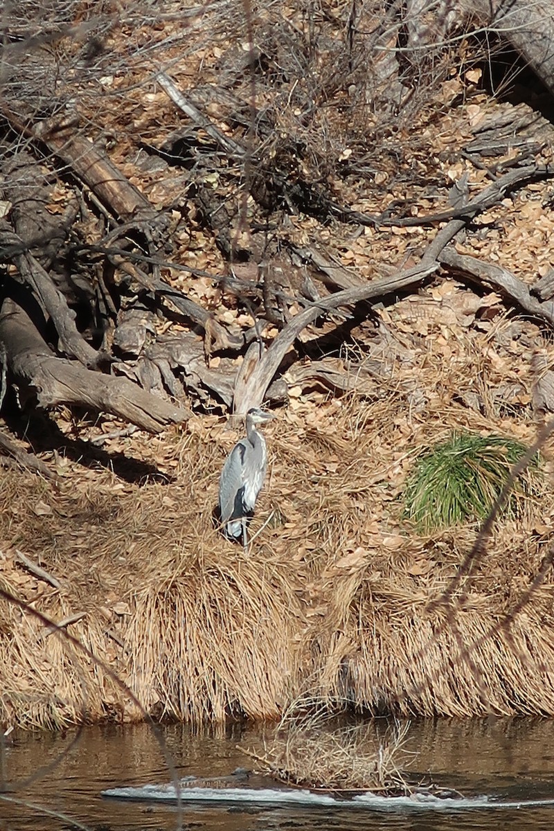 Great Blue Heron - ML285422061