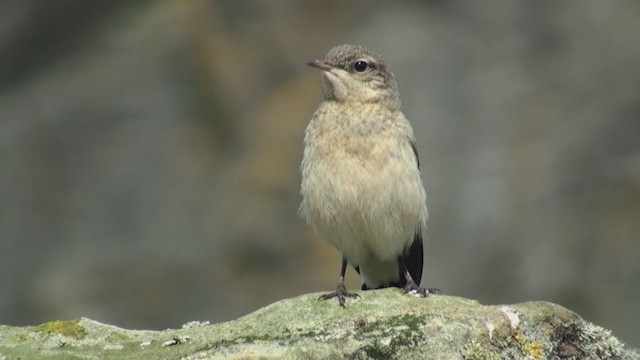 Northern Wheatear - ML285422511