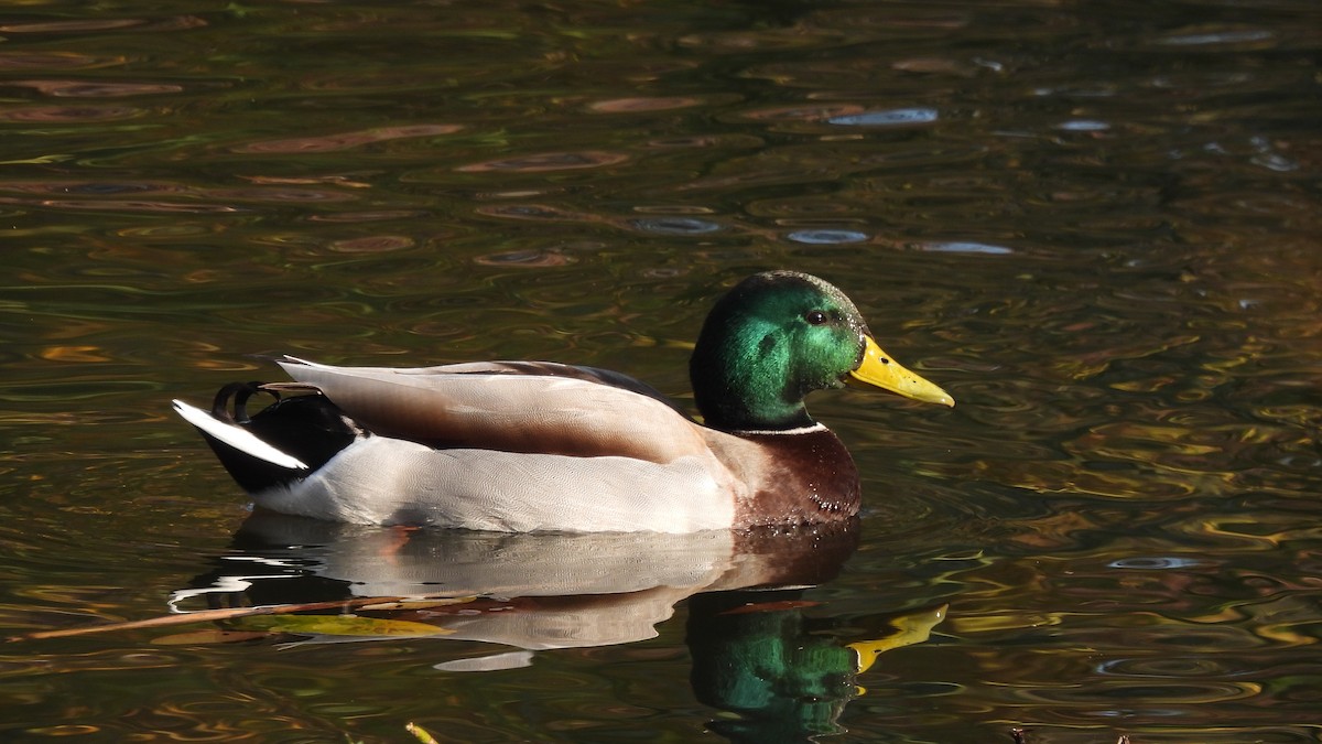 Mallard (Domestic type) - Karen Evans