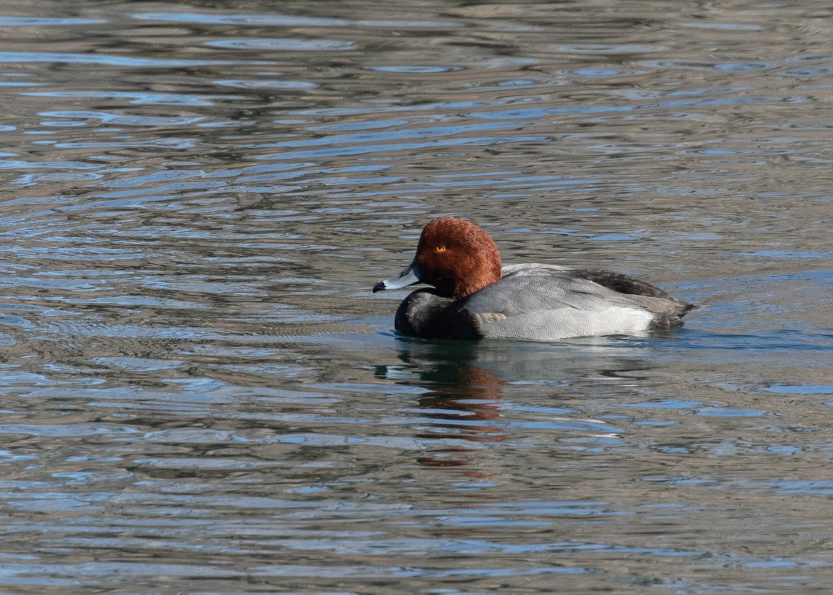 Redhead - Sandra Ewald