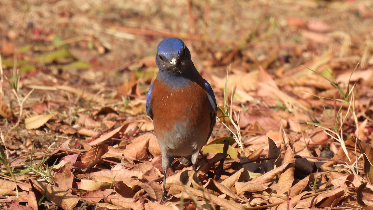 Western Bluebird - Karen Evans