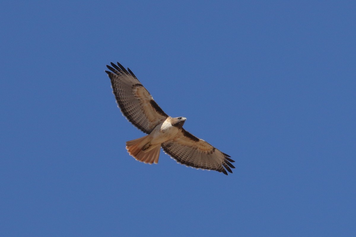 Red-tailed Hawk - Mark Wilson