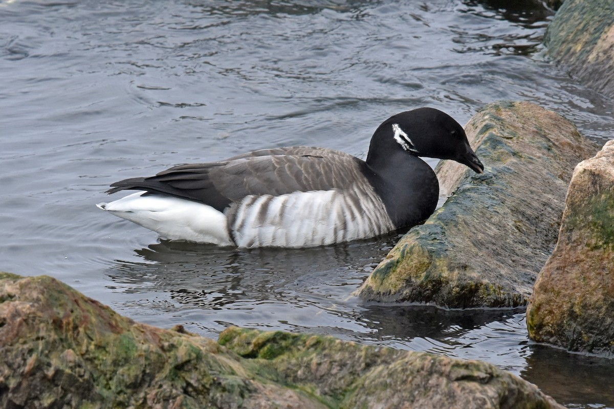 Branta musubeltza - ML285427721