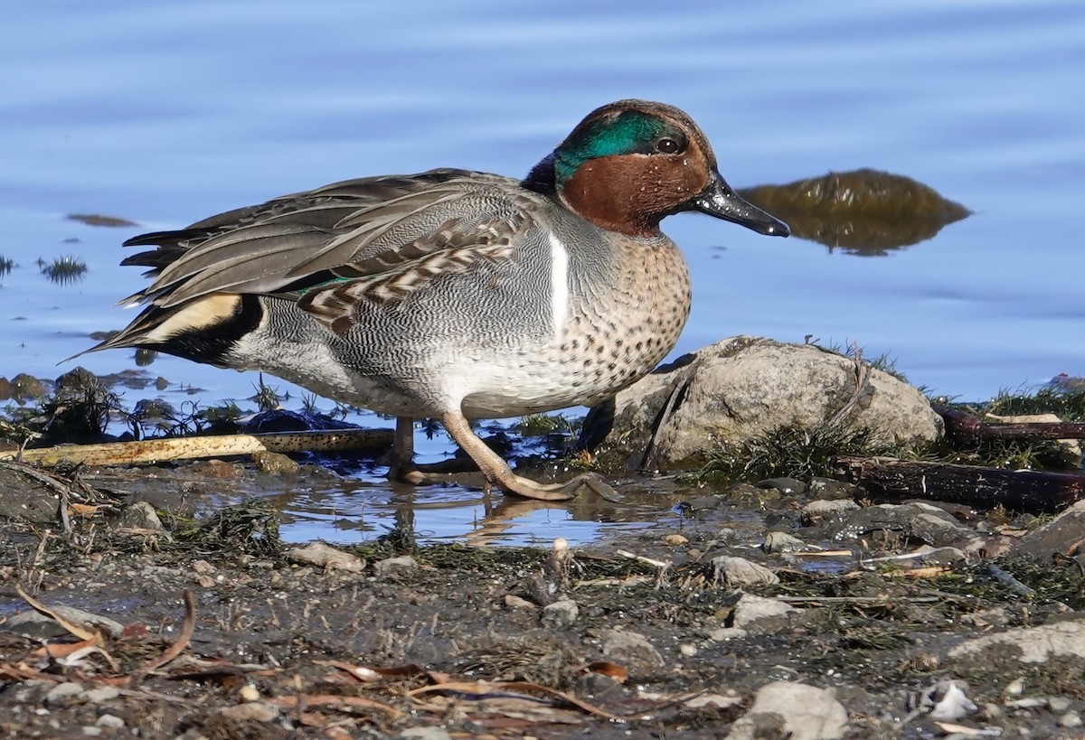 Green-winged Teal (American) - ML285428481