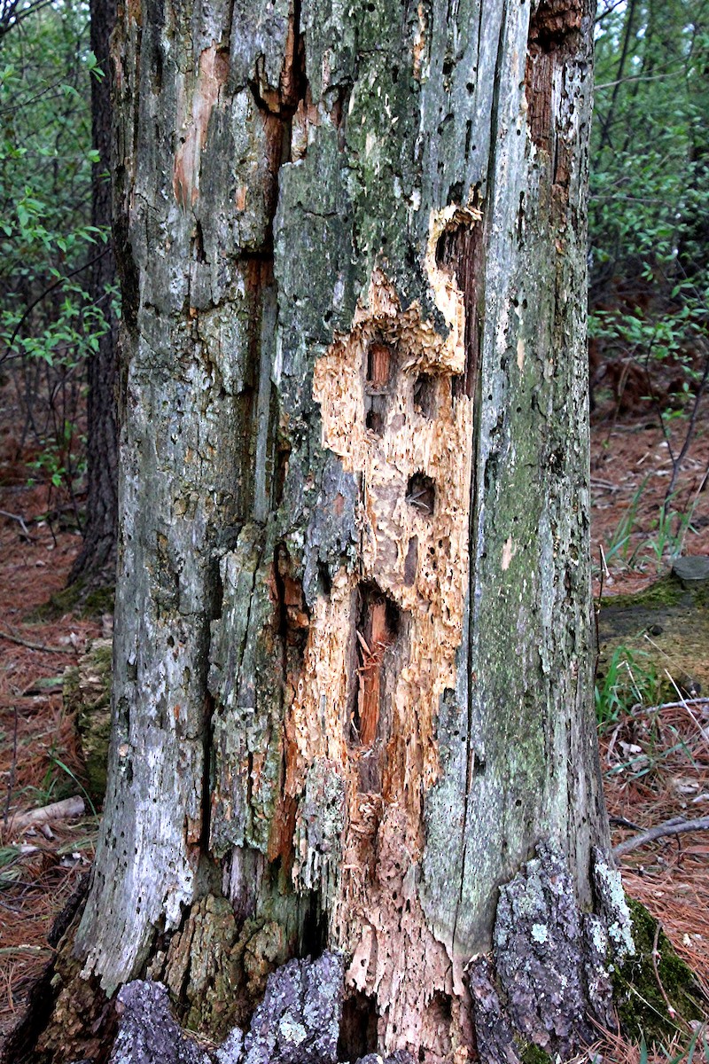 Pileated Woodpecker - ML28542871