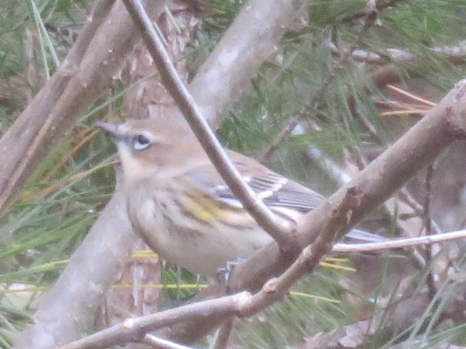 Yellow-rumped Warbler - ML285429091