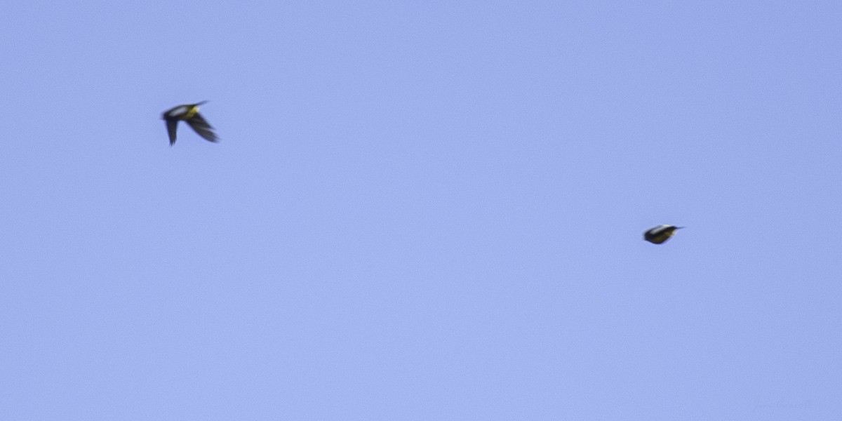 Evening Grosbeak - Jim Carroll