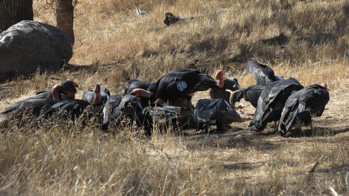 California Condor - Chuck Burt