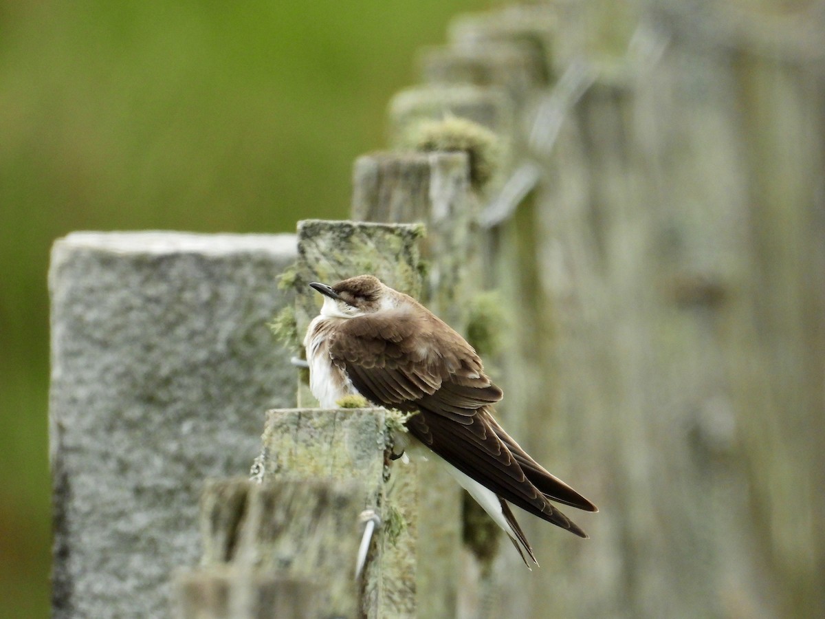 Brown-chested Martin - ML285432371