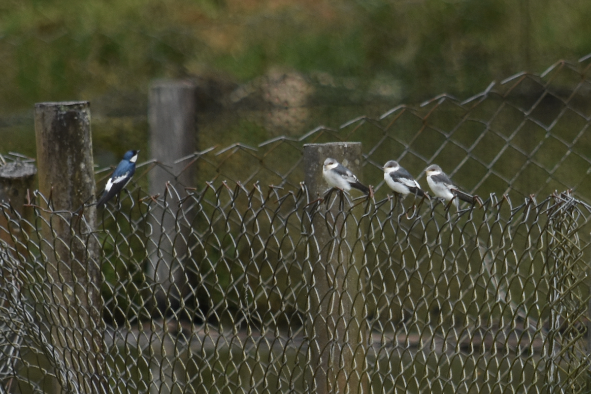 White-winged Swallow - ML285434771