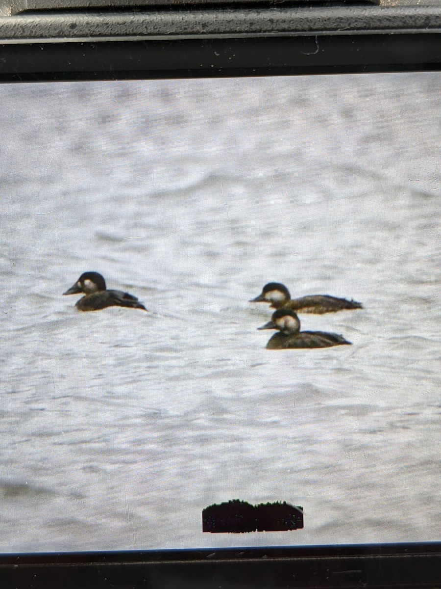 Black Scoter - Tammi Ventura